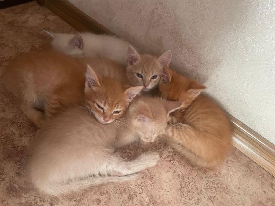 Отдам котяток.