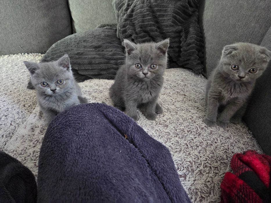 Pui British Scottish Fold