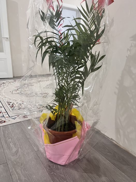 Комнатные цветы