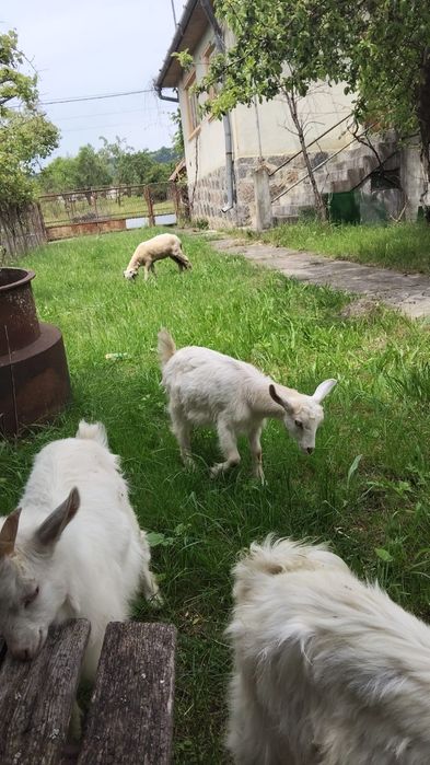 Vand iezi buni de tăiat sau ținut