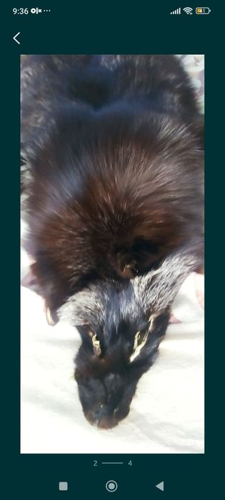 Писец натуральный