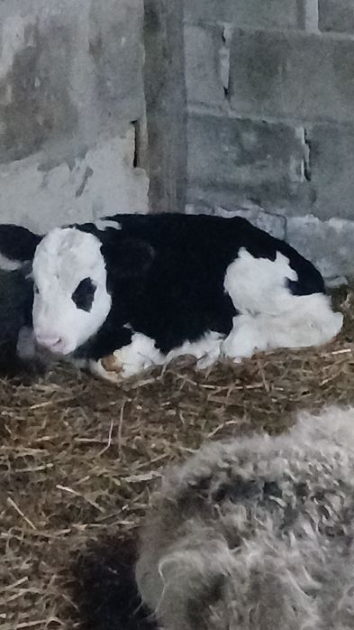 Продам теляттттт