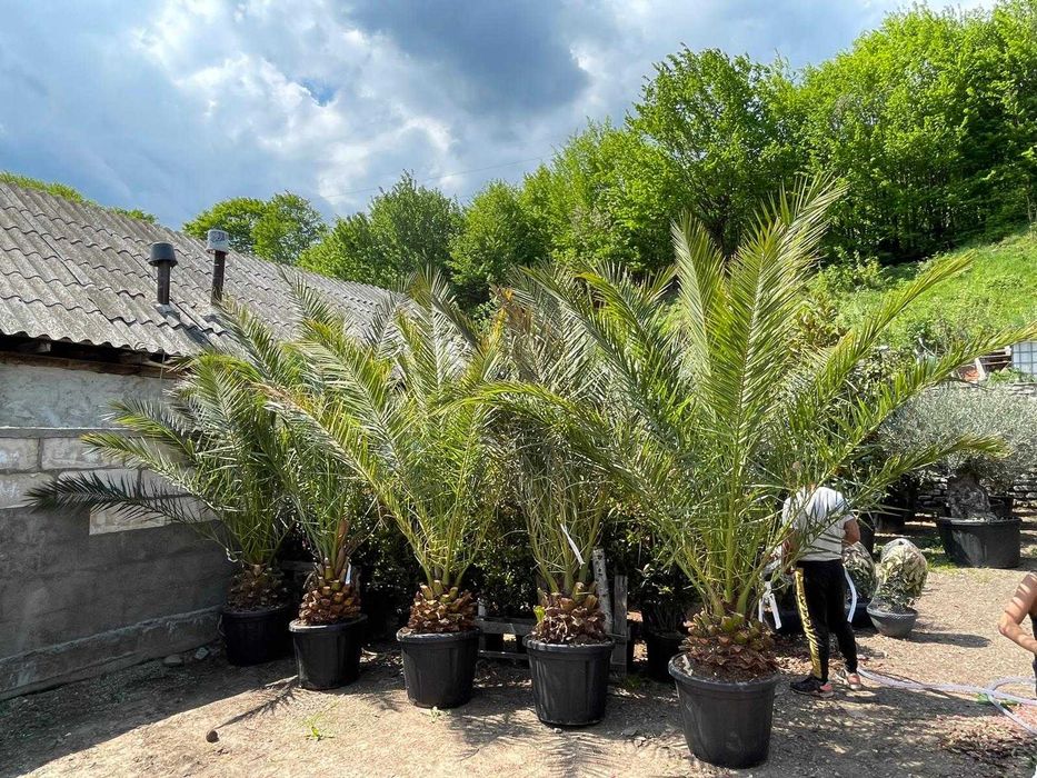 Palmieri cycas la comanda