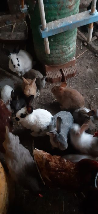 Iepurași vii de vânzare