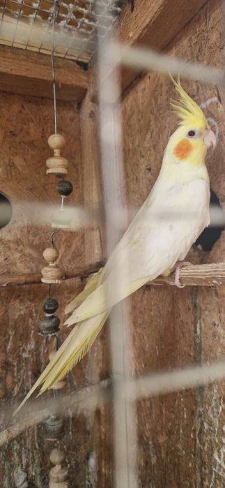 Papagali nimfe blande