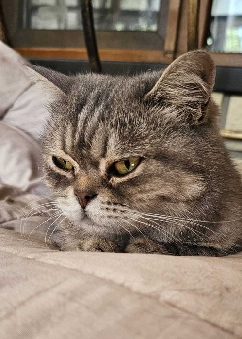 Кошечка в хорошую семью