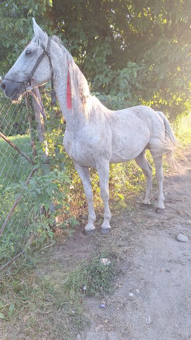 Vând  cal sur vârstă 8 ani