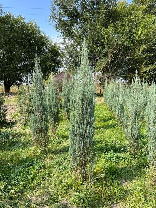 Ёлка Можевельник