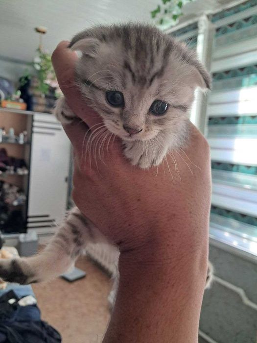 Scottish Fold котята чистые 4 малчика