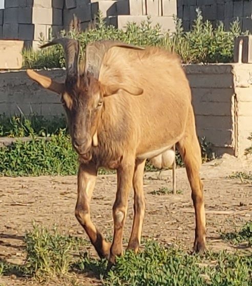 Козел альпииской породы