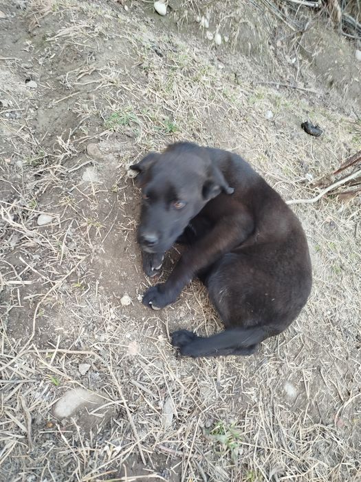 Собака лабарадор