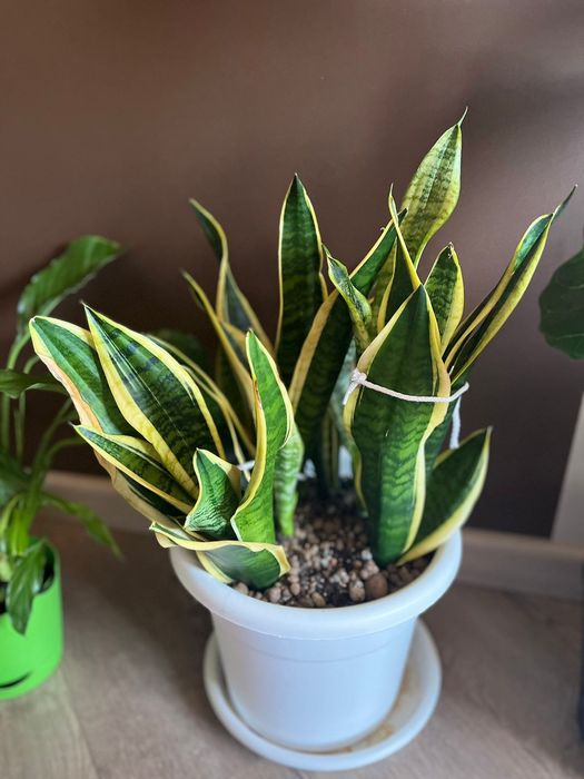 Продам комнатные цветы_