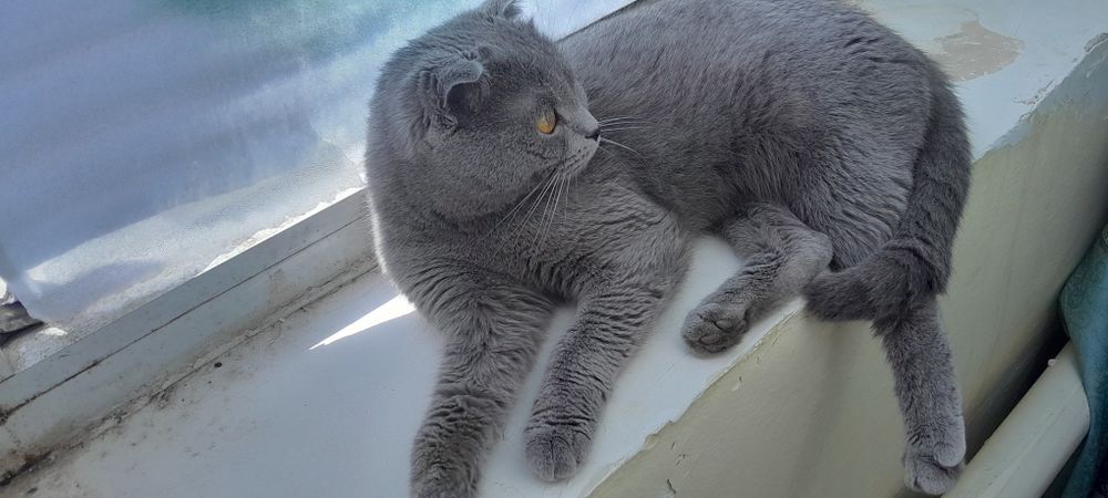 Shotlandiya zotli mushuk sotiladi. 1.5 yoshli urg'ochi.