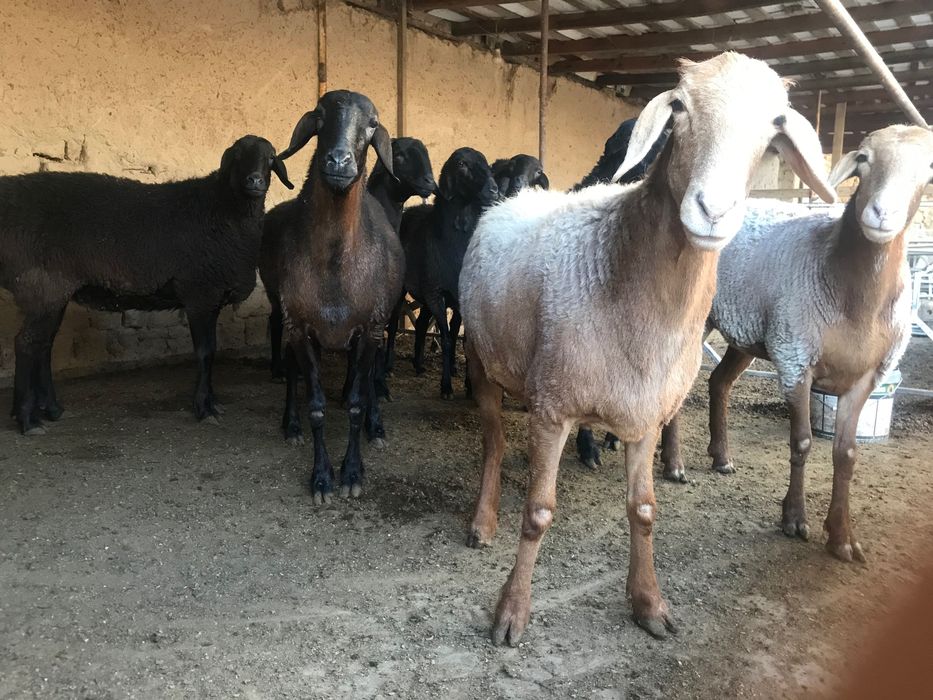 Zotga sovliqlar 9 ta