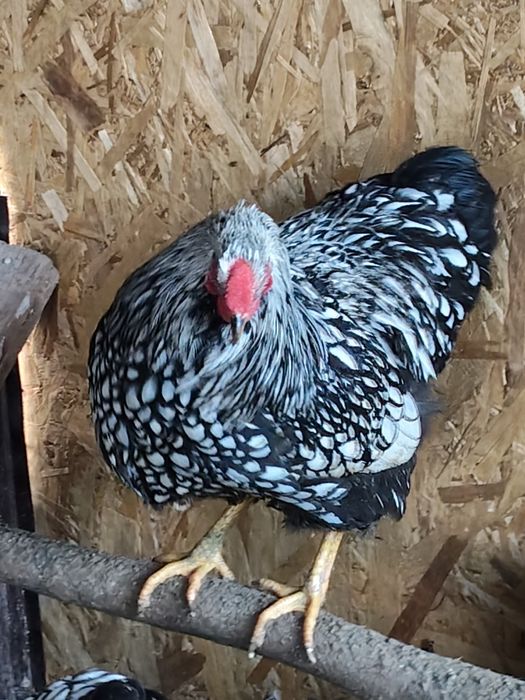 De vânzare Cocos Wiandotte