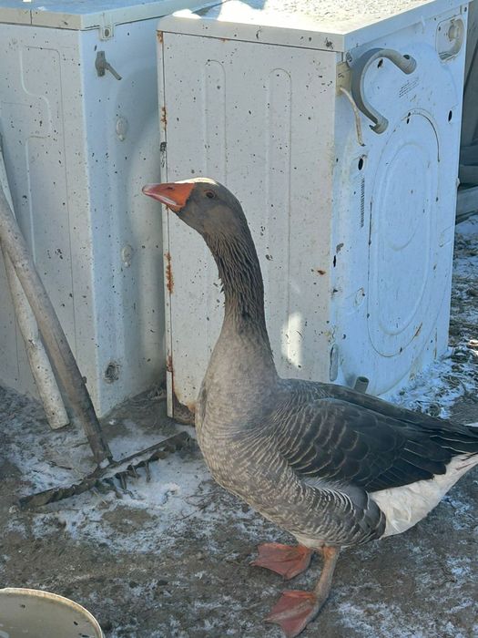 Қаз сатылады шт 15мың