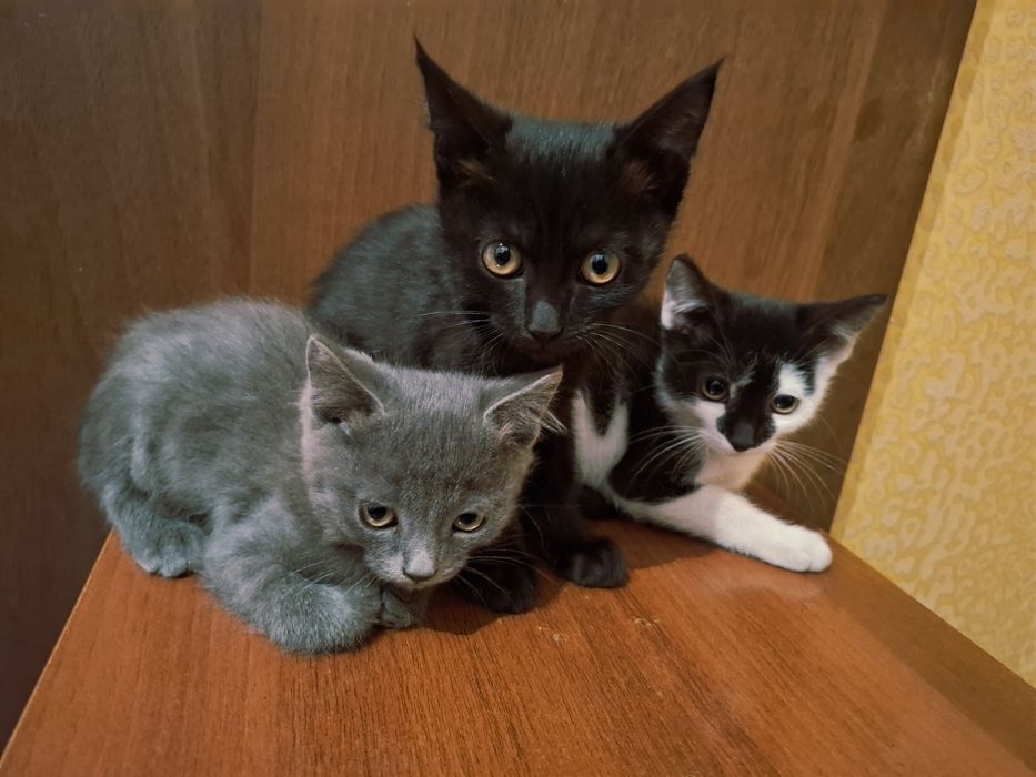 Котята в добрые руки