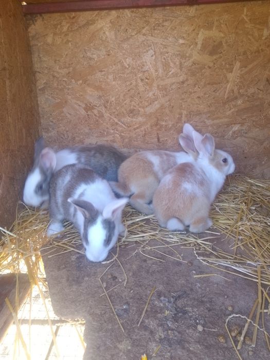 Iepuri hycole francez femelă și puii