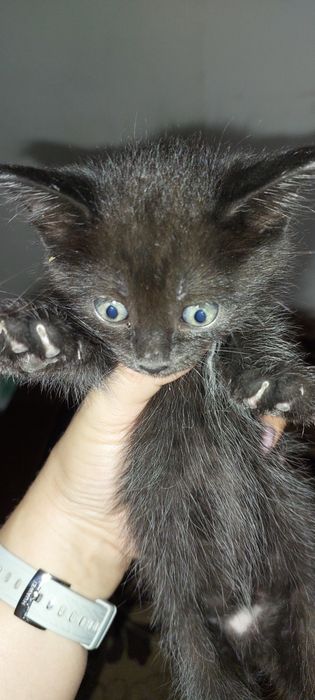 Отдам котят  в добрые руки