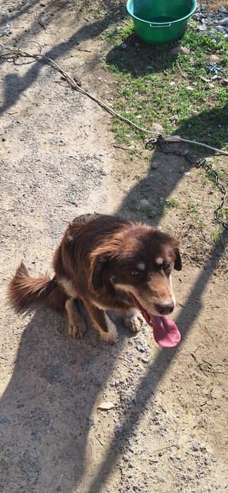 8айлық еркек ит алып кетіңіздер