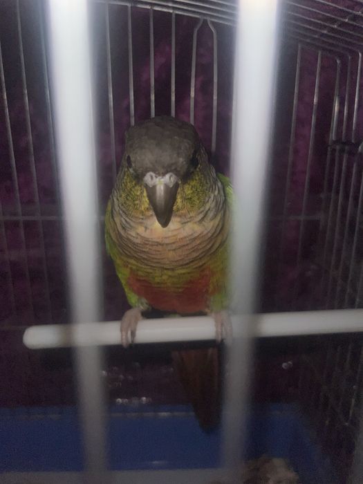 srocna sotiladi  toti quw