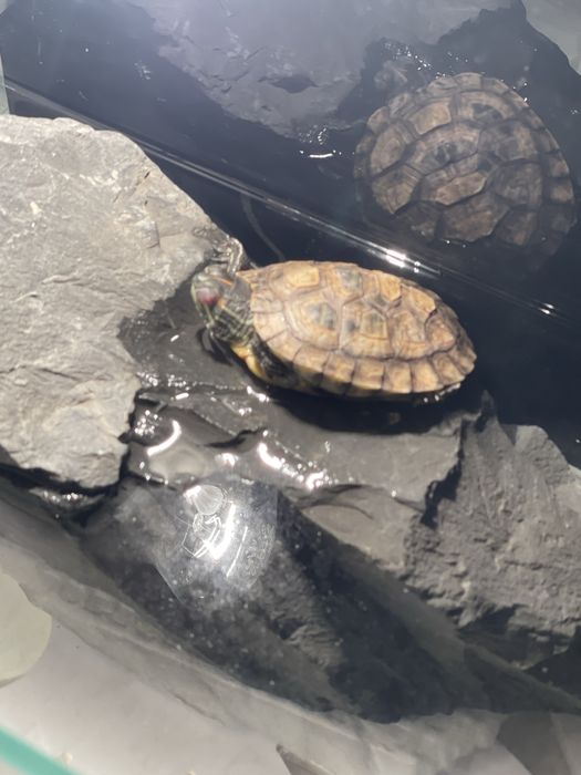 Продам аква черепаха Сатылады