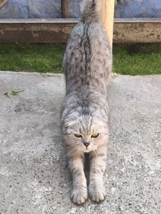 Mushuk scottish fold