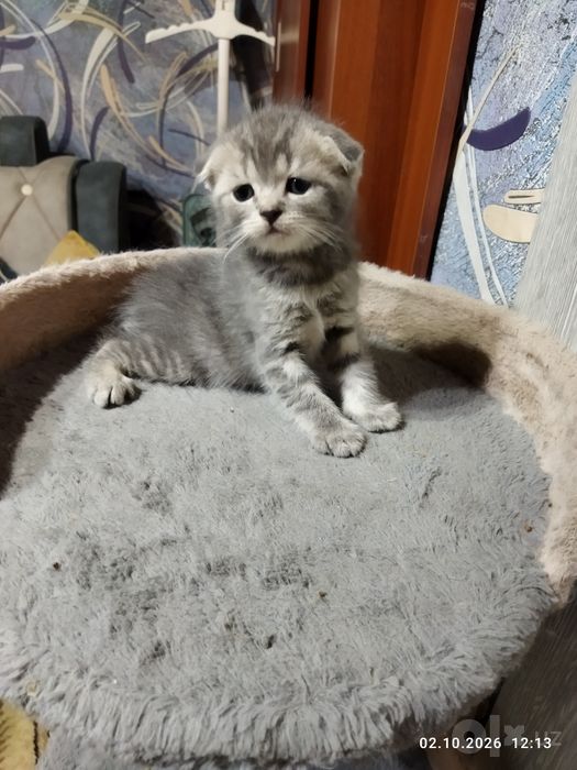 Шотланские котята