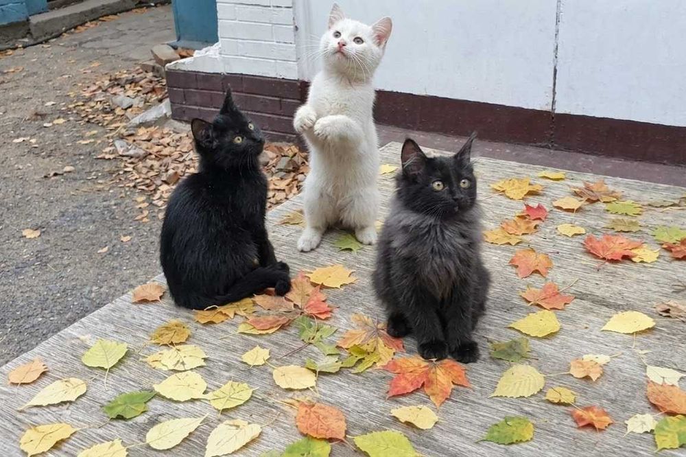 Продаются котята, 2 чёрненьких мальчика и 1 беленькая девочка
