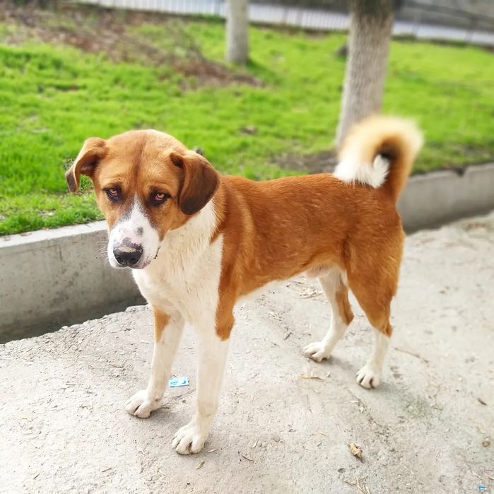 Собака мальчик в добрые руки