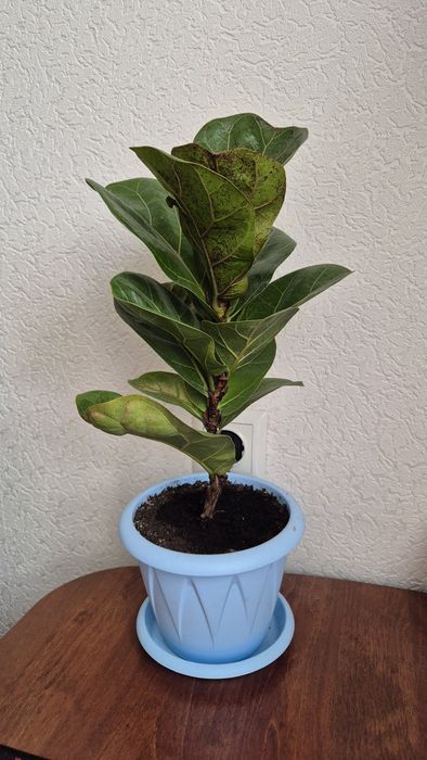 Фикус Лирата Бамбини