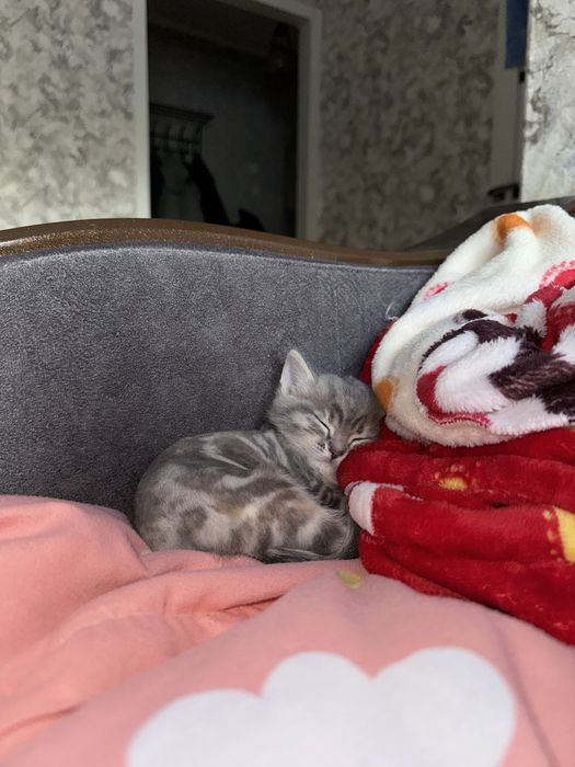 Котенок 2 месяцев