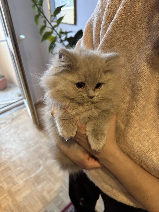 Британска дългокосместа