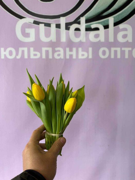 Тюльпаны. Тюльпаны оптом. Тюльпан 200тг