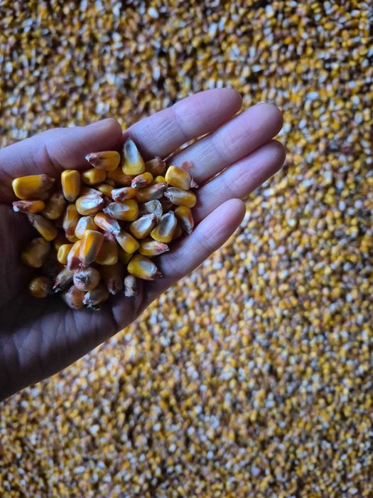 Vând grăunțe productie 2025