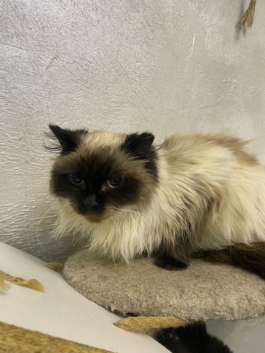 Вислоухая кошка в добрые руки