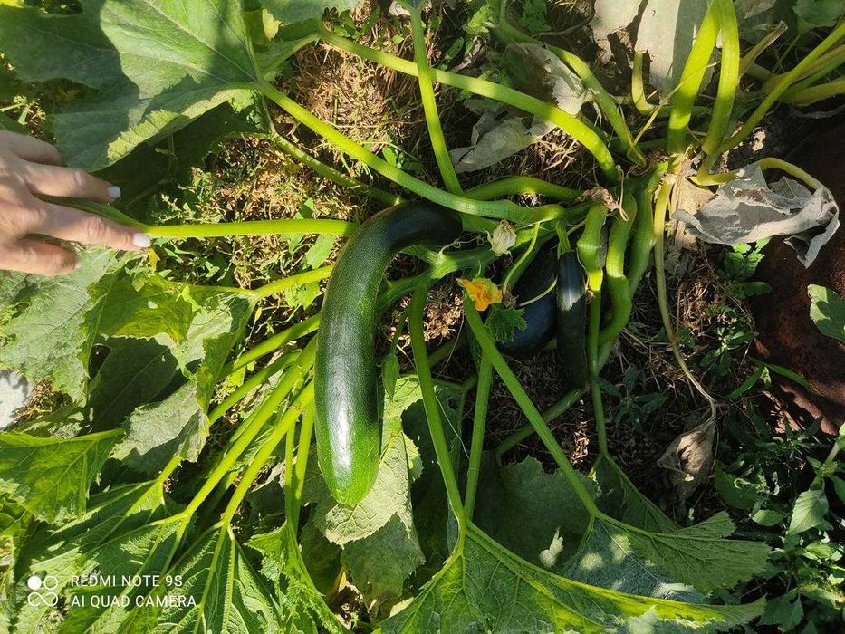 Продам дачу Подснежник2