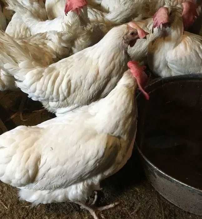 Куры несушки белые