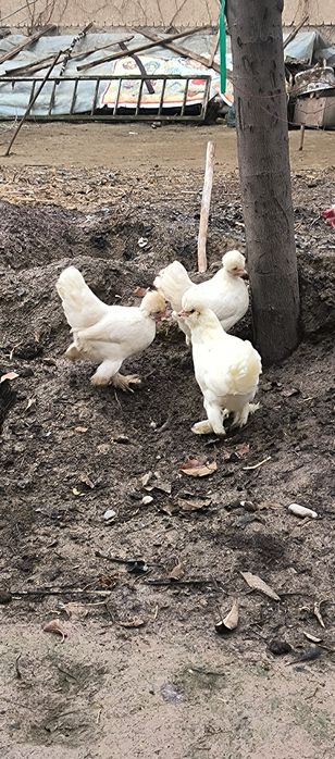 Yapon toʻvuq xoʻrozlar bor