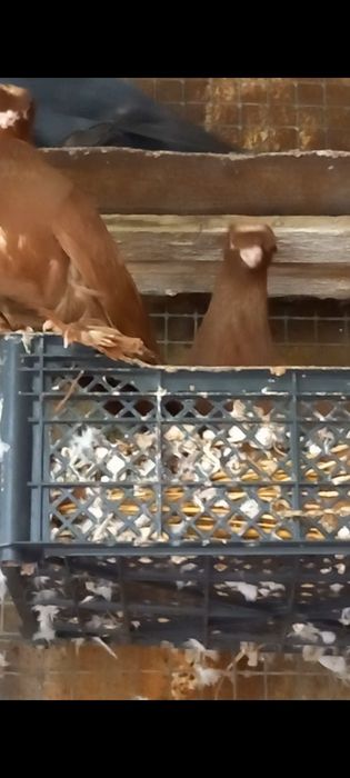 Голуби продам.  .