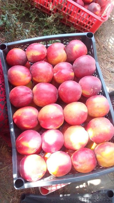 SHOFTOLI eng yangi VINNUS nomli shoftoli kuchatlarimiz bor soni kam