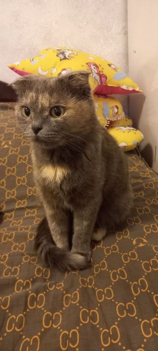 Мушук Скотиш фолд