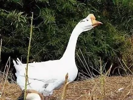 Продаются гусята