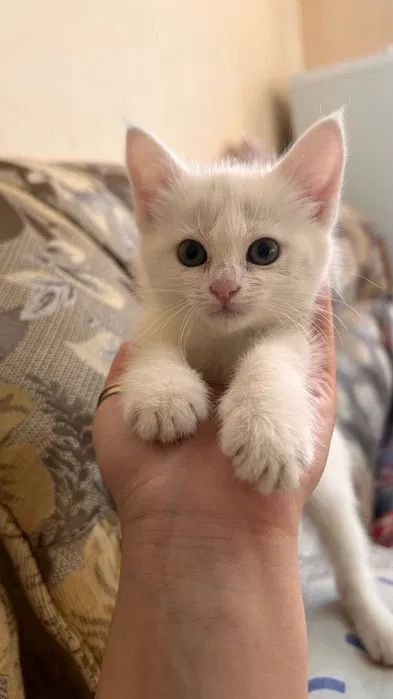 Турски ангорски котета