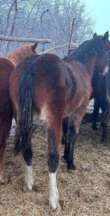 Жеребчиков на племя