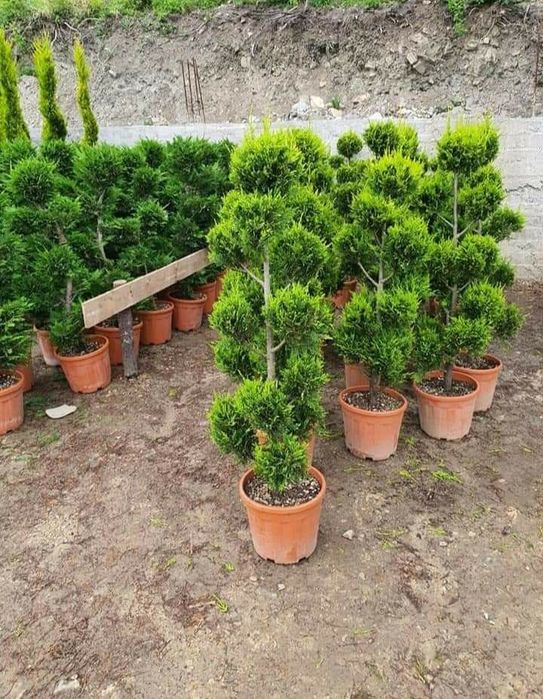 Plante ornamentale pentru gradina
