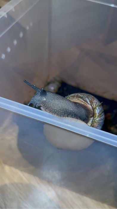 Улитка Архахатина маргината маргината