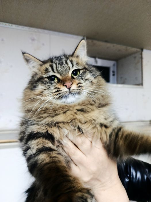 Срочно!!!Только сегодня 200, тысяч Кошечка