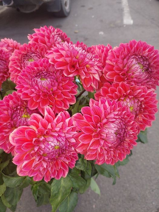 Продам  корни Георгинов