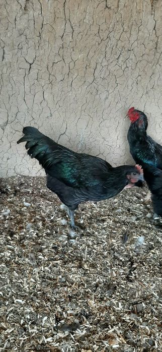 Avstralorp xõrozlar 2 ta